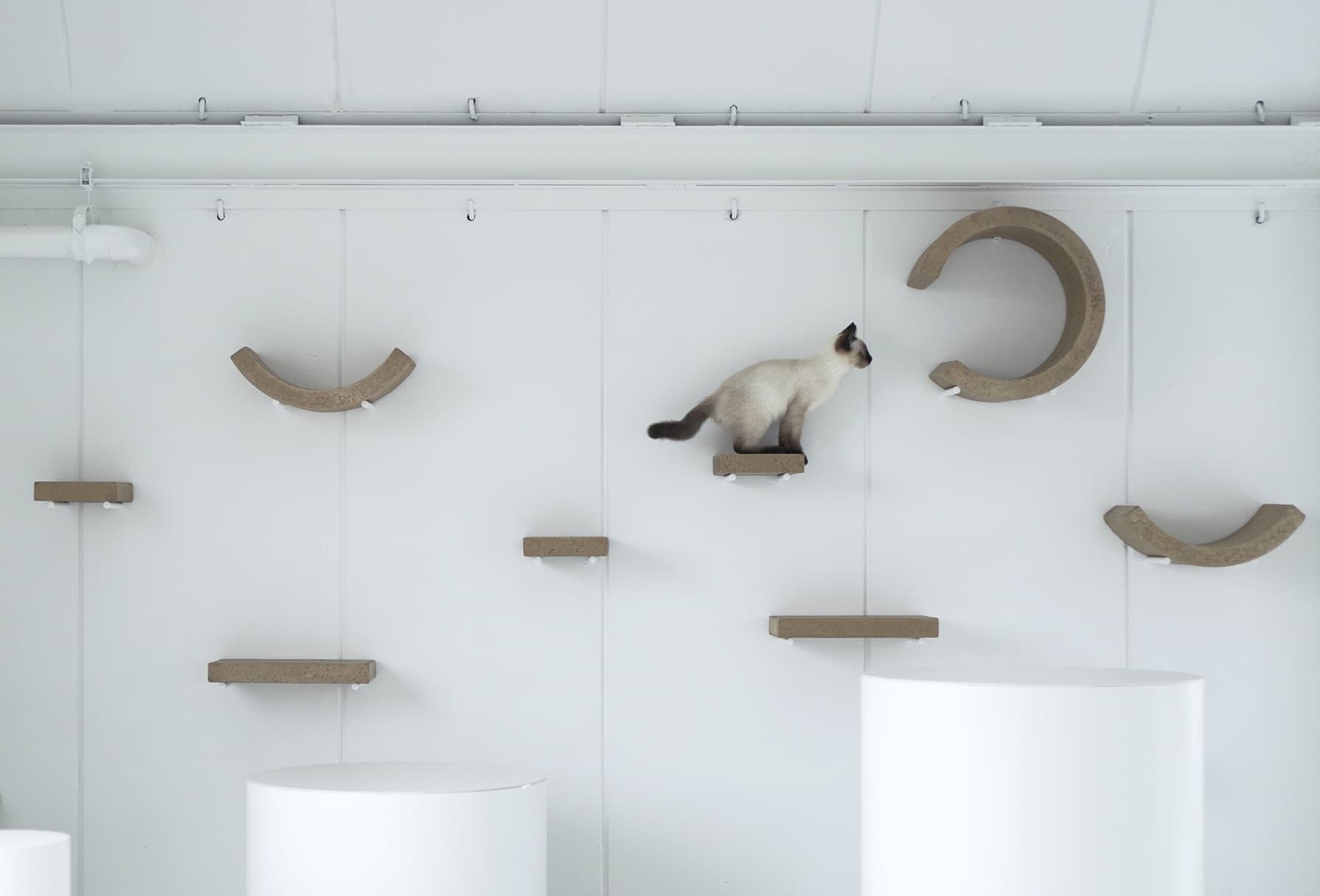 The Tokyo Guide to Rescue Cafes and Shelters
